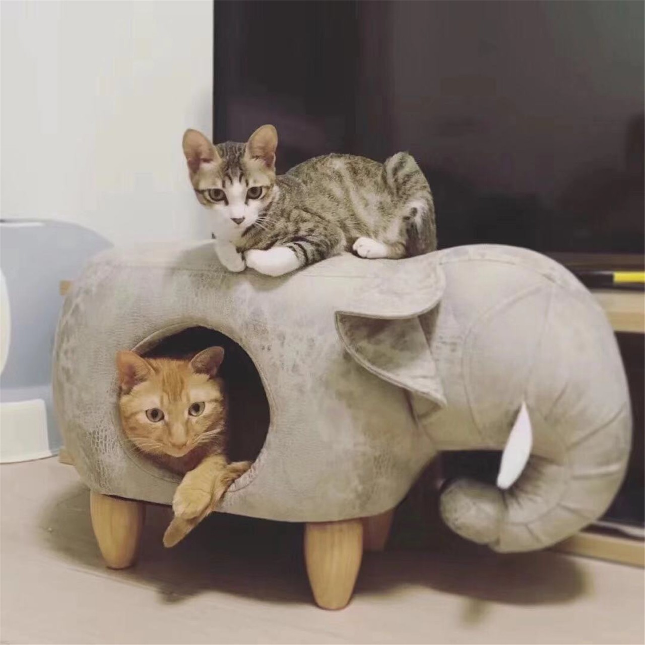 Elephant stool